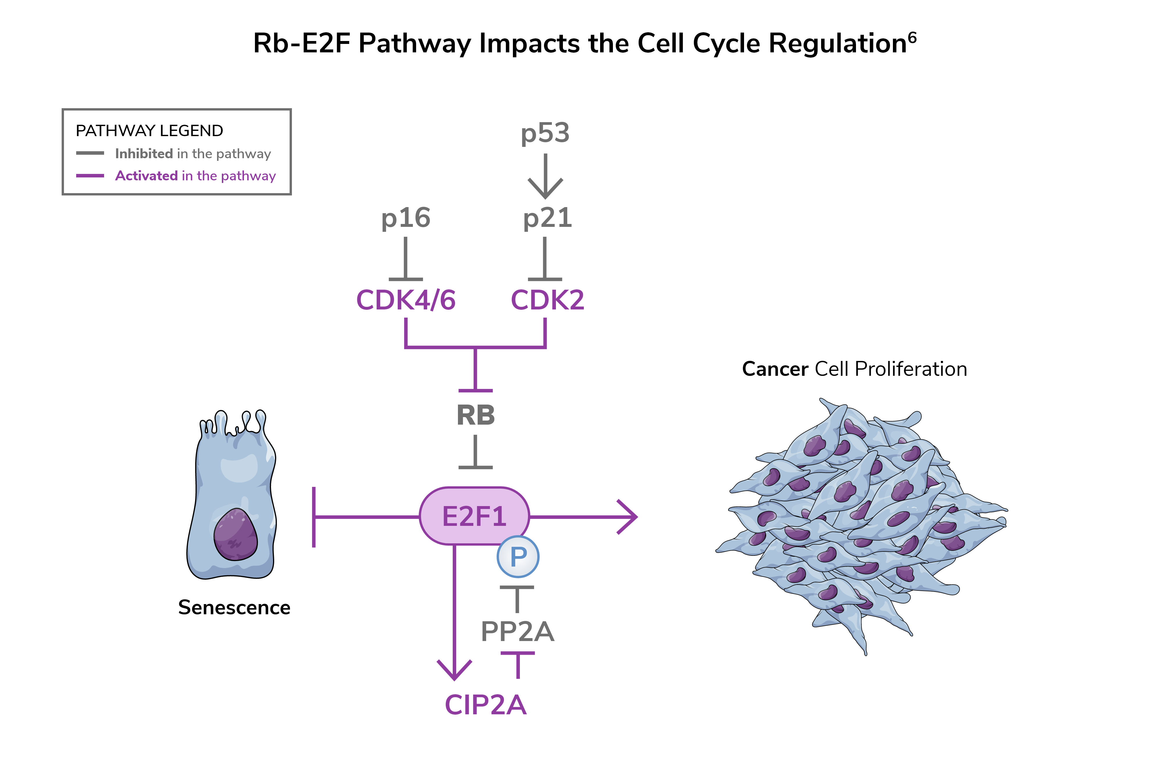 Chart illustrating how the Rb-E2F pathway impacts bladder cell cycle regulation