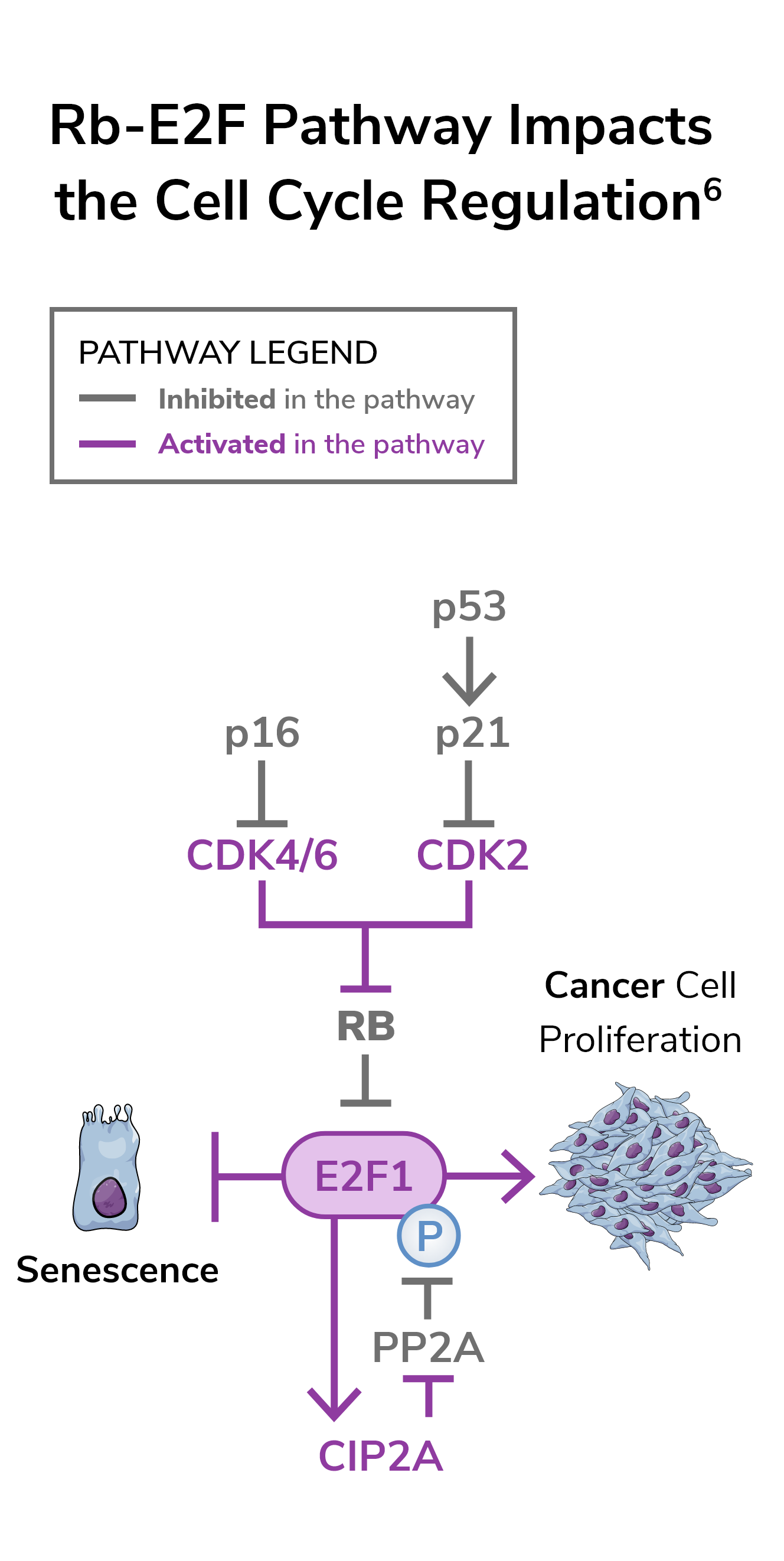 Chart illustrating how the Rb-E2F pathway impacts bladder cell cycle regulation